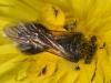 Andrena sp.